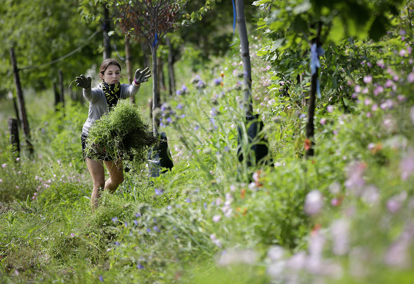 Pulling weeds